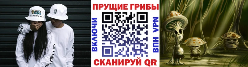 где купить   Суджа  shop наркотические препараты  Псилоцибиновые грибы прущие грибы 